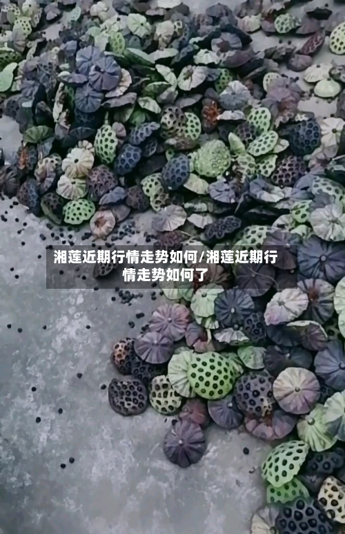 湘莲近期行情走势如何/湘莲近期行情走势如何了