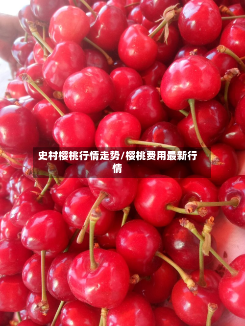 史村樱桃行情走势/樱桃费用最新行情-第3张图片