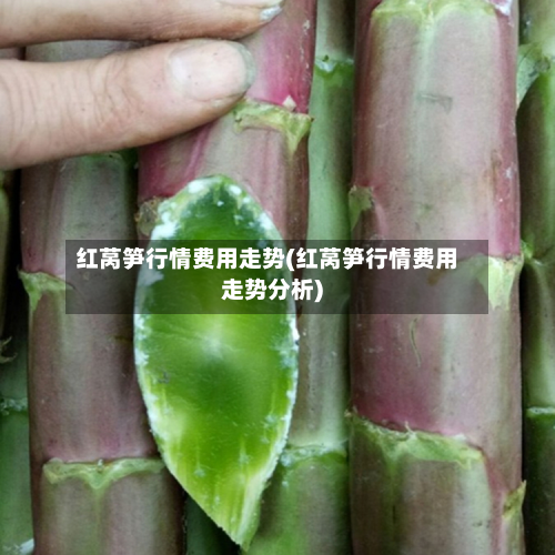 红莴笋行情费用走势(红莴笋行情费用走势分析)-第2张图片