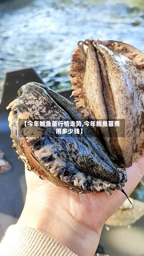 【今年鲍鱼苗行情走势,今年鲍鱼苗费用多少钱】-第2张图片