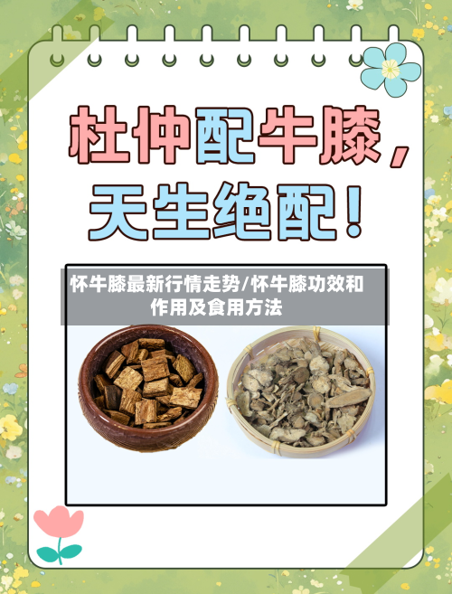 怀牛膝最新行情走势/怀牛膝功效和作用及食用方法-第3张图片