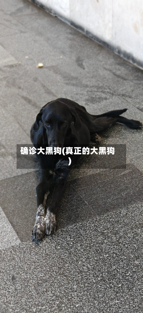 确诊大黑狗(真正的大黑狗)