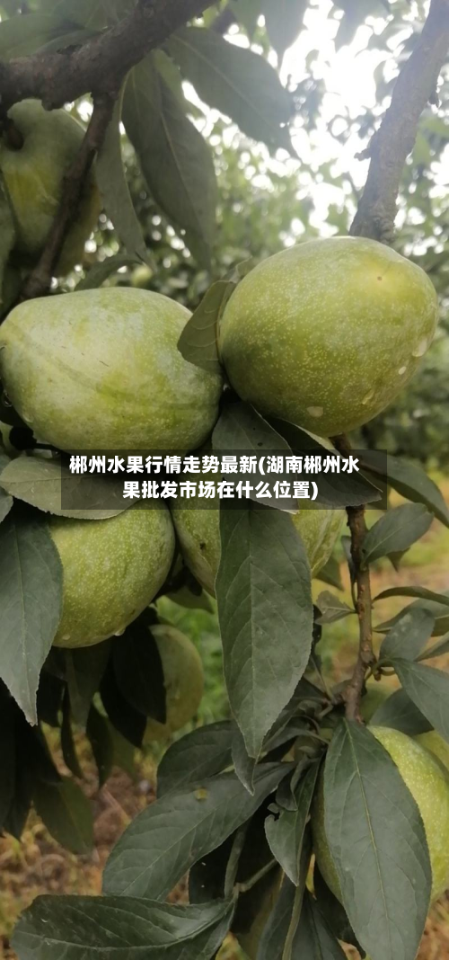 郴州水果行情走势最新(湖南郴州水果批发市场在什么位置)