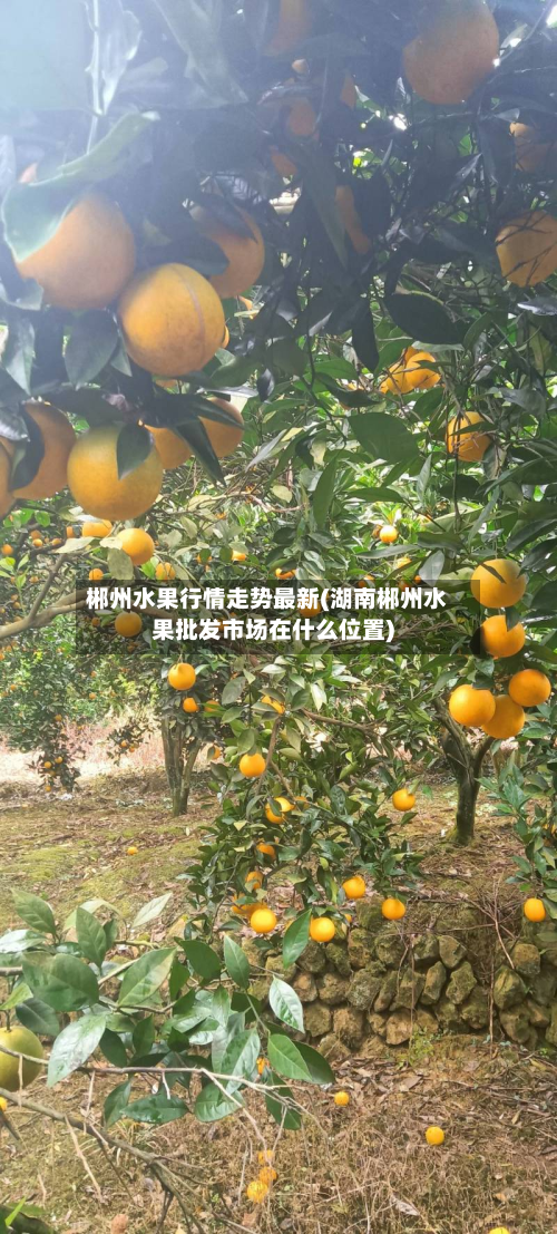 郴州水果行情走势最新(湖南郴州水果批发市场在什么位置)-第3张图片