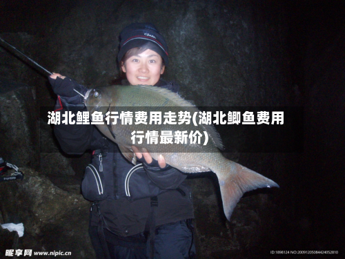 湖北鲤鱼行情费用走势(湖北鲫鱼费用行情最新价)-第2张图片