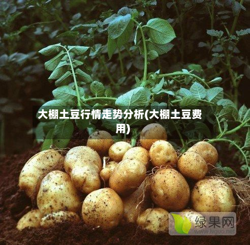 大棚土豆行情走势分析(大棚土豆费用)