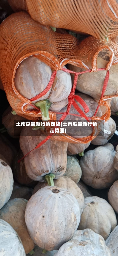 土南瓜最新行情走势(土南瓜最新行情走势图)-第2张图片