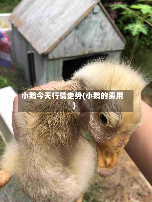 小鹅今天行情走势(小鹅的费用)