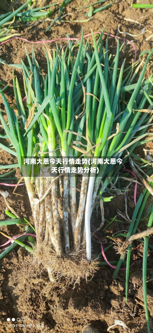 河南大葱今天行情走势(河南大葱今天行情走势分析)