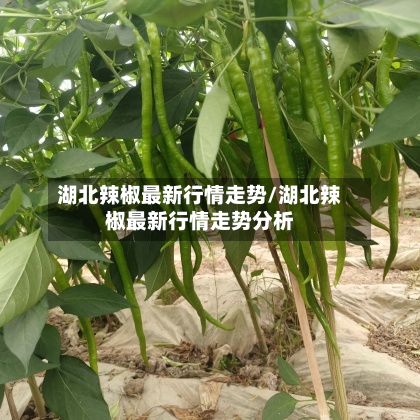 湖北辣椒最新行情走势/湖北辣椒最新行情走势分析-第2张图片
