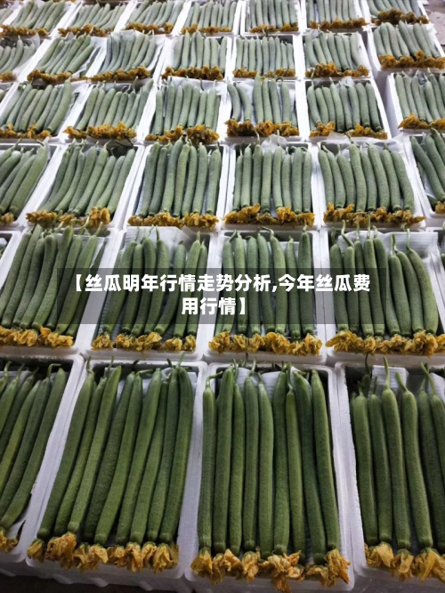 【丝瓜明年行情走势分析,今年丝瓜费用行情】-第3张图片