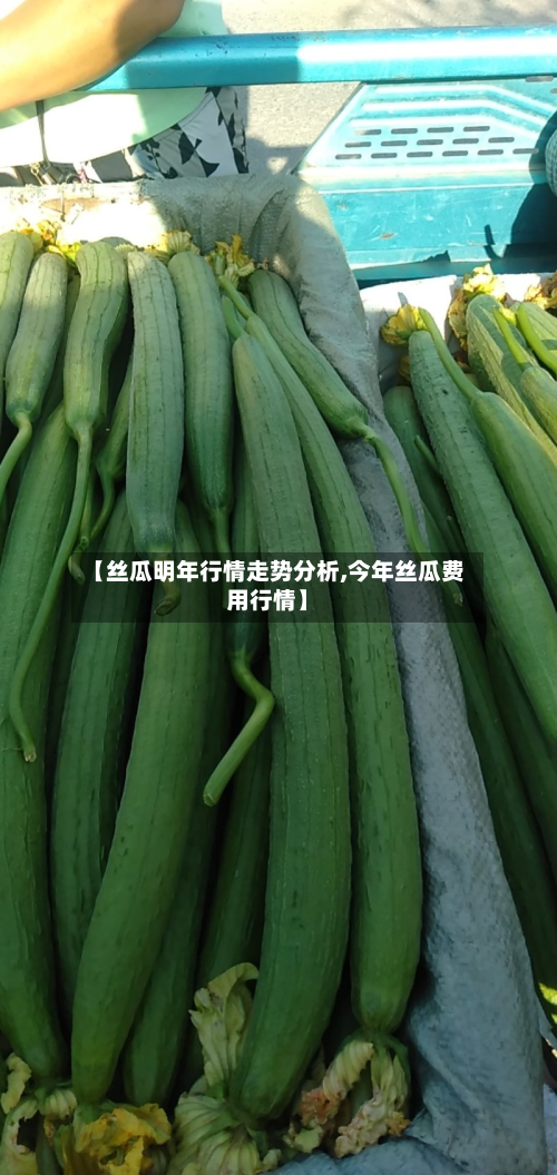 【丝瓜明年行情走势分析,今年丝瓜费用行情】
