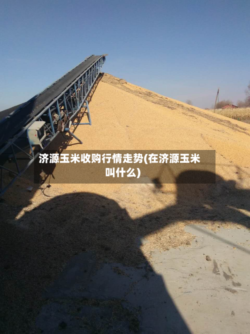 济源玉米收购行情走势(在济源玉米叫什么)-第2张图片