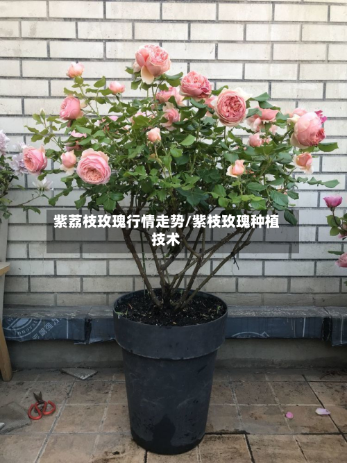 紫荔枝玫瑰行情走势/紫枝玫瑰种植技术-第3张图片