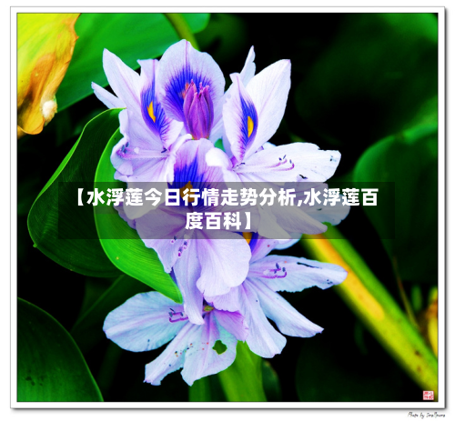 【水浮莲今日行情走势分析,水浮莲百度百科】