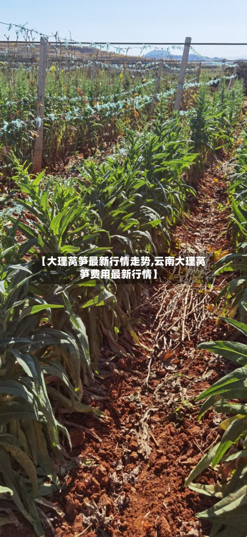 【大理莴笋最新行情走势,云南大理莴笋费用最新行情】-第3张图片
