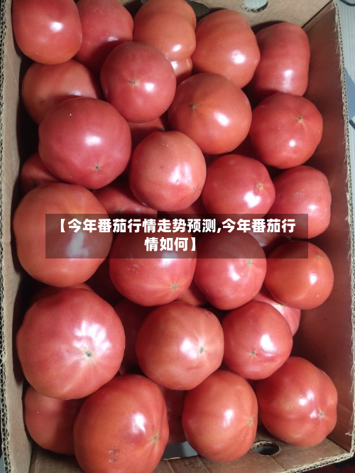 【今年番茄行情走势预测,今年番茄行情如何】-第2张图片