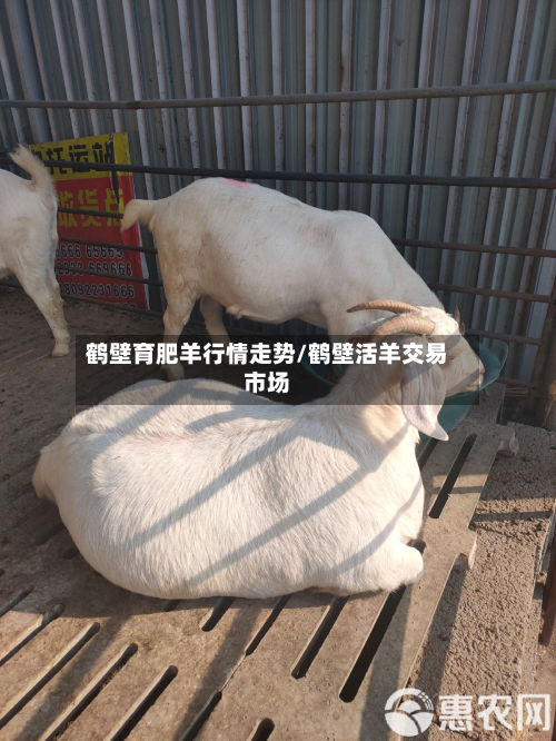 鹤壁育肥羊行情走势/鹤壁活羊交易市场