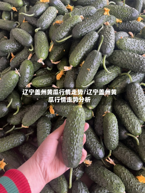 辽宁盖州黄瓜行情走势/辽宁盖州黄瓜行情走势分析