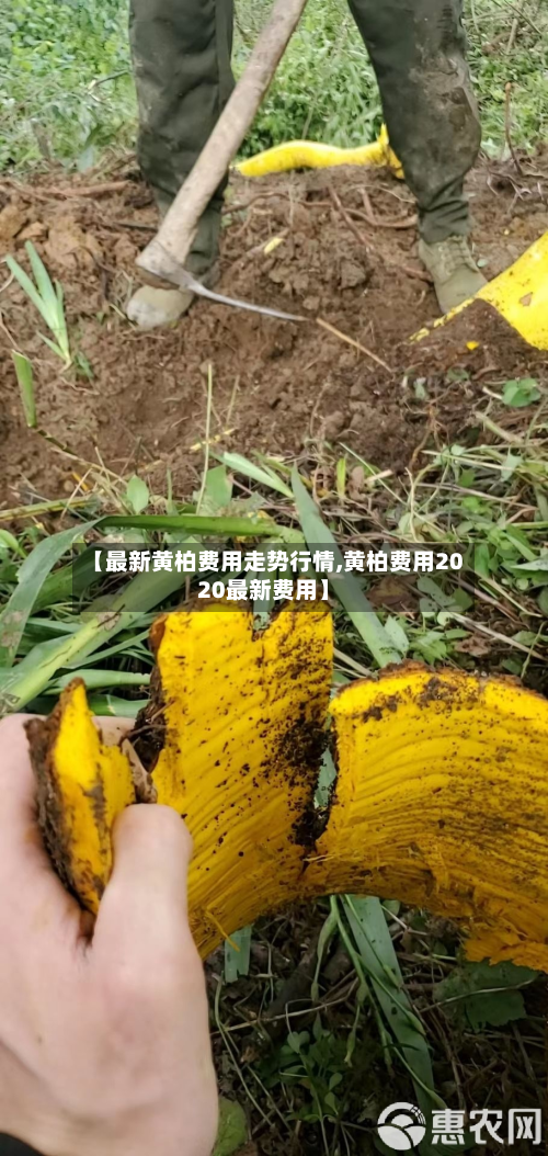【最新黄柏费用走势行情,黄柏费用2020最新费用】