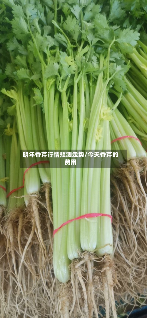 明年香芹行情预测走势/今天香芹的费用
