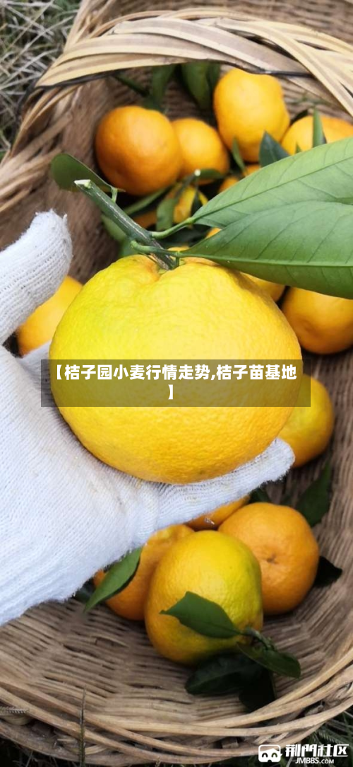 【桔子园小麦行情走势,桔子苗基地】-第2张图片