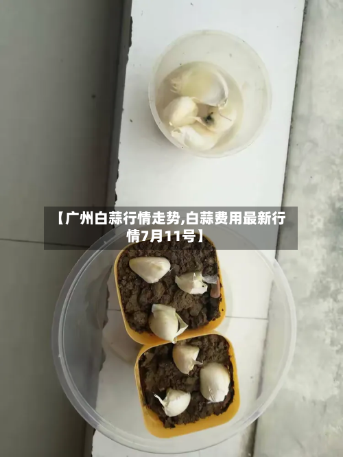 【广州白蒜行情走势,白蒜费用最新行情7月11号】-第2张图片