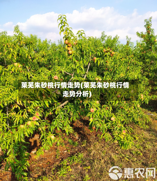 莱芜朱砂桃行情走势(莱芜朱砂桃行情走势分析)