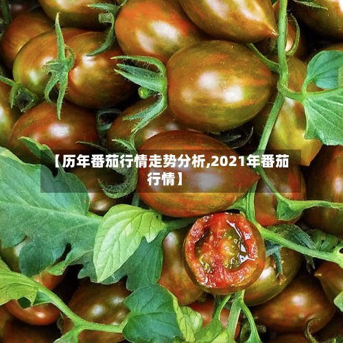 【历年番茄行情走势分析,2021年番茄行情】