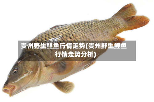 贵州野生鲤鱼行情走势(贵州野生鲤鱼行情走势分析)