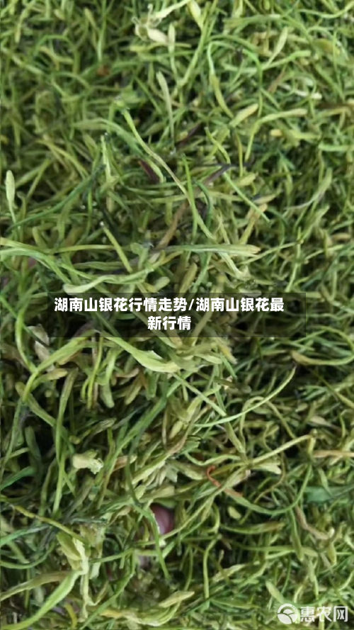 湖南山银花行情走势/湖南山银花最新行情