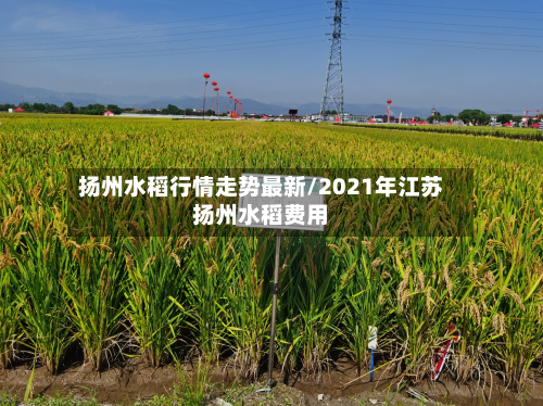 扬州水稻行情走势最新/2021年江苏扬州水稻费用