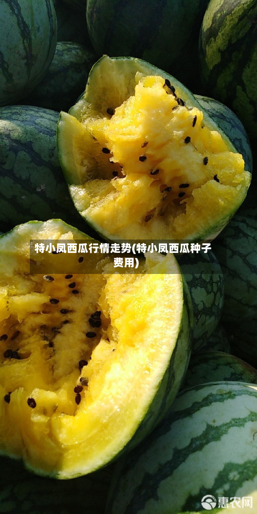 特小凤西瓜行情走势(特小凤西瓜种子费用)