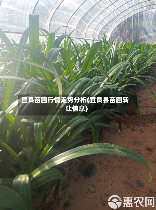 宜良苗圃行情走势分析(宜良县苗圃转让信息)-第3张图片