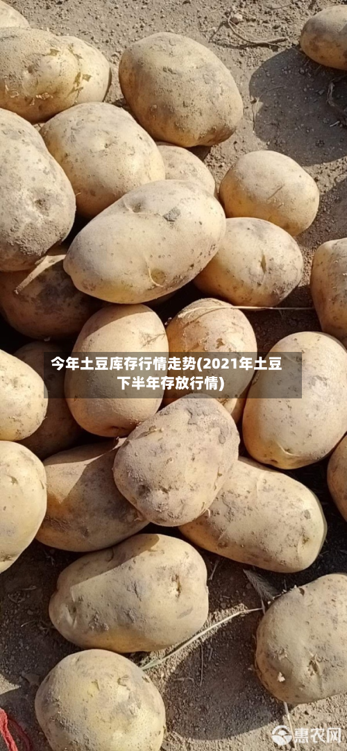 今年土豆库存行情走势(2021年土豆下半年存放行情)-第2张图片