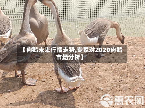 【肉鹅未来行情走势,专家对2020肉鹅市场分析】