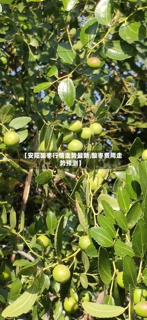 【安阳酸枣行情走势最新,酸枣费用走势预测】-第2张图片