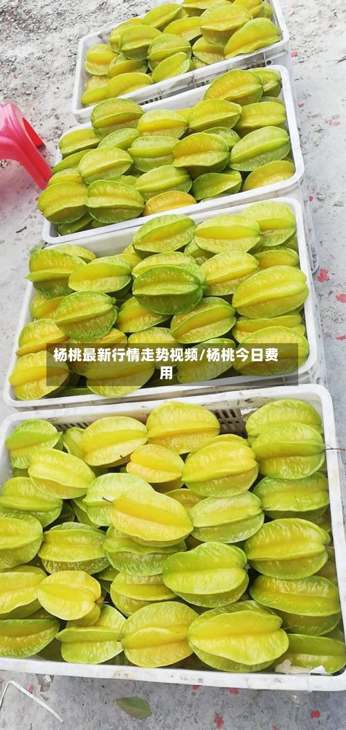 杨桃最新行情走势视频/杨桃今日费用