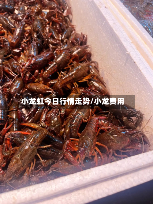 小龙虹今日行情走势/小龙费用