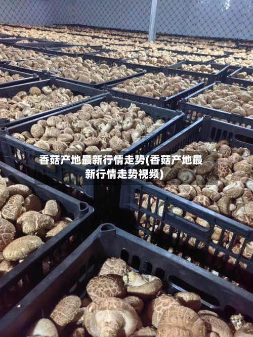 香菇产地最新行情走势(香菇产地最新行情走势视频)