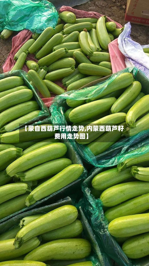 【蒙自西葫芦行情走势,内蒙西葫芦籽费用走势图】-第2张图片