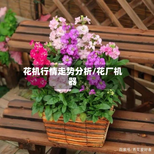 花机行情走势分析/花厂机器