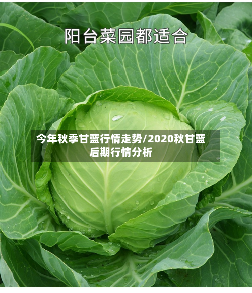 今年秋季甘蓝行情走势/2020秋甘蓝后期行情分析