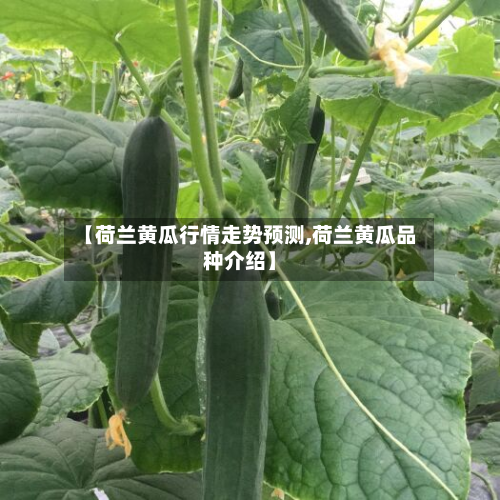 【荷兰黄瓜行情走势预测,荷兰黄瓜品种介绍】-第2张图片