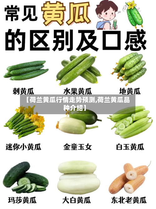 【荷兰黄瓜行情走势预测,荷兰黄瓜品种介绍】