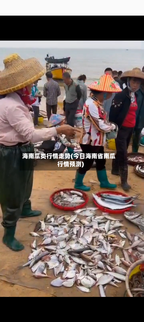海南瓜类行情走势(今日海南省南瓜行情预测)