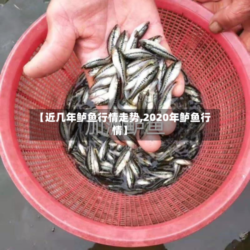 【近几年鲈鱼行情走势,2020年鲈鱼行情】-第2张图片