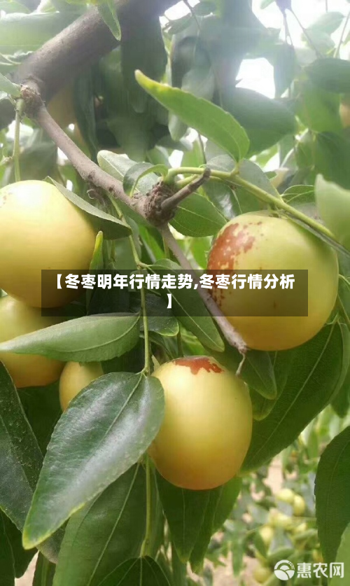 【冬枣明年行情走势,冬枣行情分析】-第2张图片