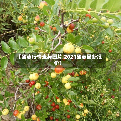 【酸枣行情走势图片,2021酸枣最新报价】