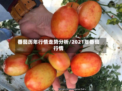 番茄历年行情走势分析/2021年番茄行情-第2张图片